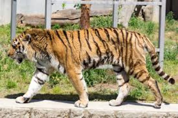 Tennoji Zoo  Trip Packages