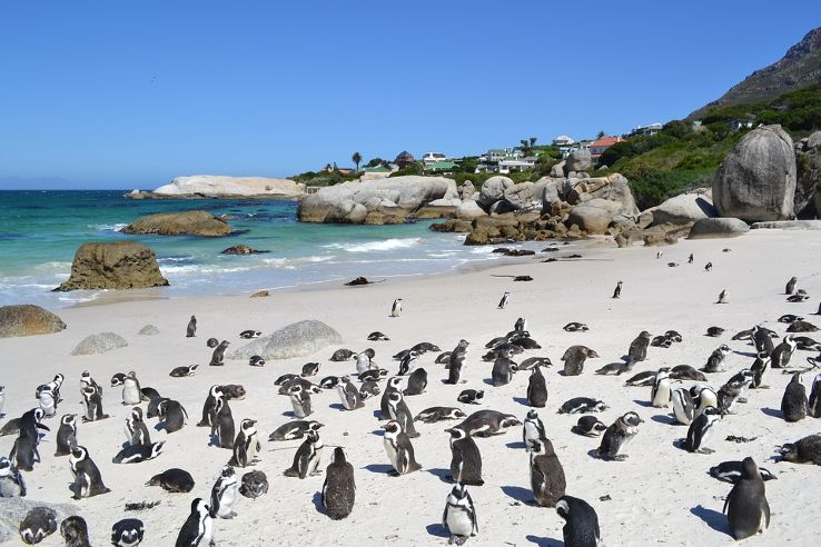 Boulders Beach Trip Packages