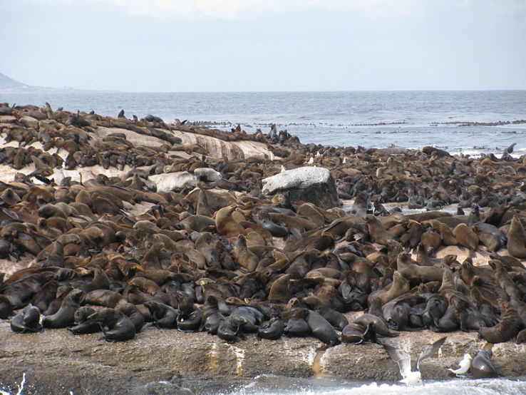 Seal Island, South Africa Trip Packages