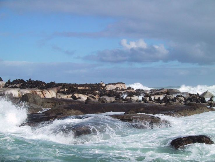 Seal Island, South Africa Trip Packages