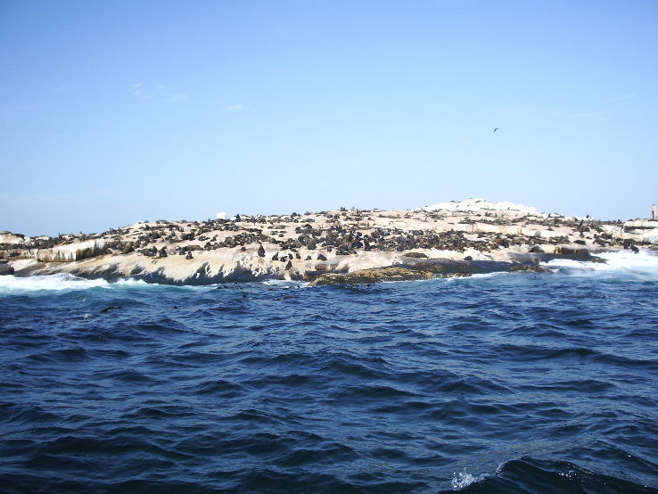 Seal Island, South Africa Trip Packages