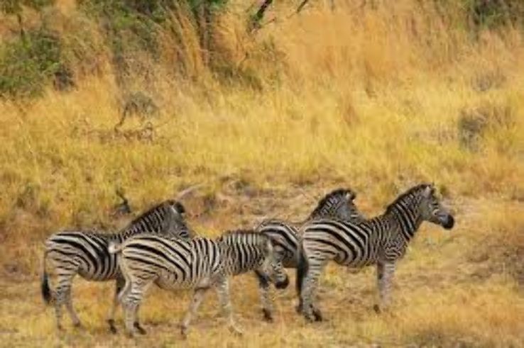 Klipriviersberg Nature Reserve Trip Packages