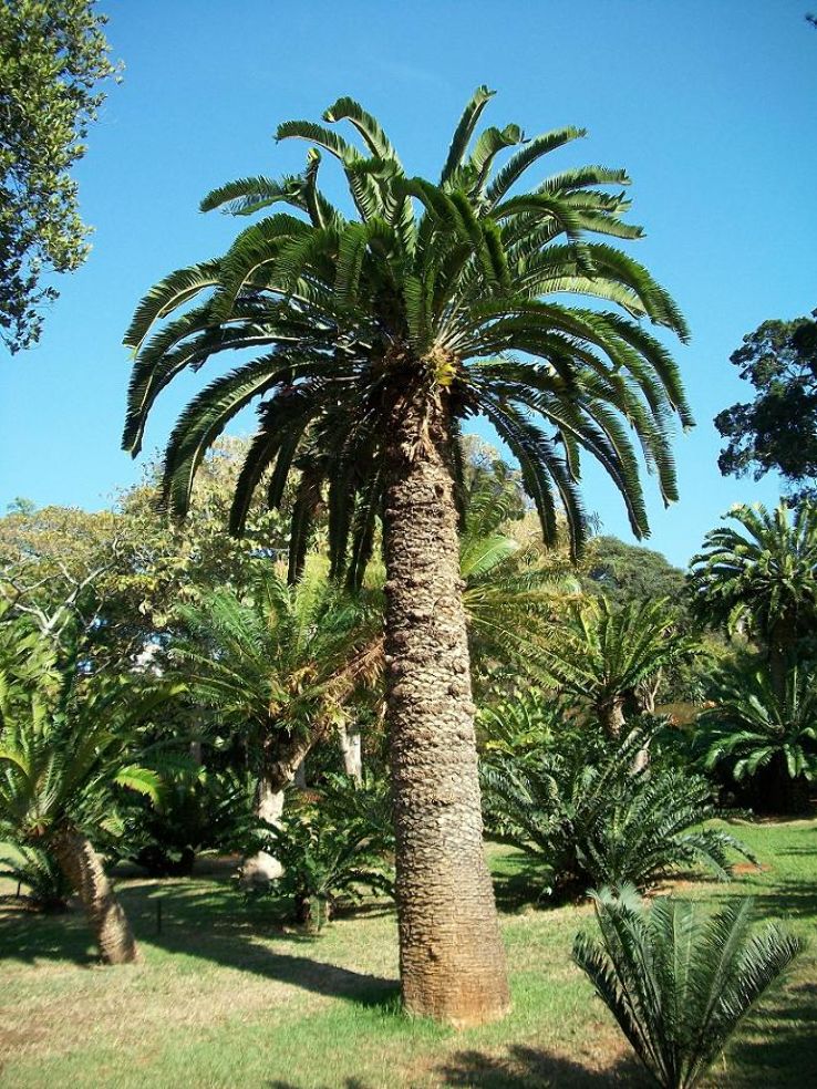 Durban Botanic Gardens Trip Packages