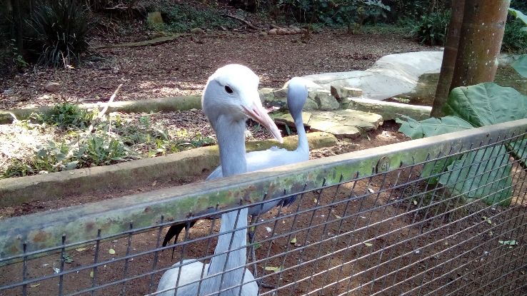 Umgeni River Bird Park Trip Packages