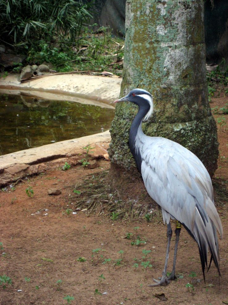 Umgeni River Bird Park Trip Packages