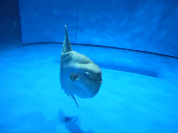 Aqua World Ibaraki Prefectural Oarai Aquarium Trip Packages