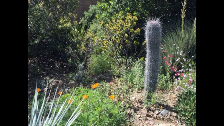 Ruth Bancroft Garden Trip Packages