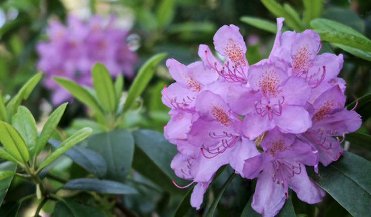 Park Seleger Moor Trip Packages