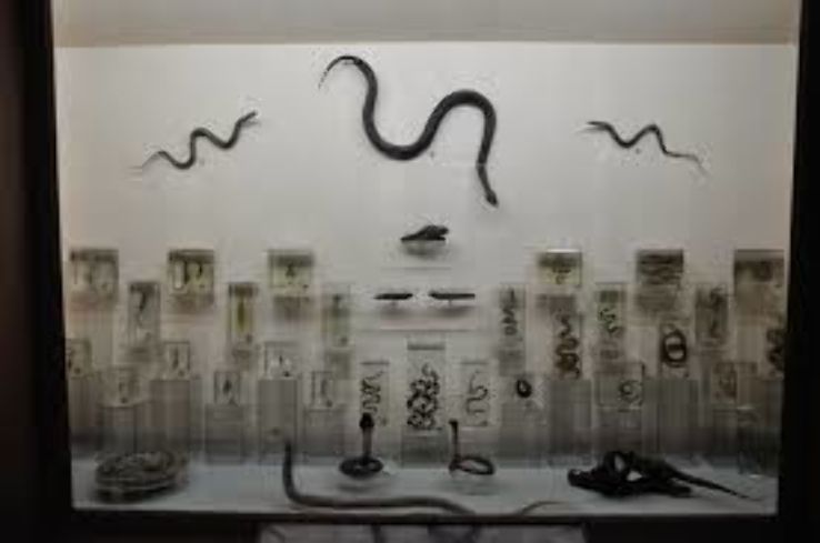 Indian Museum Trip Packages