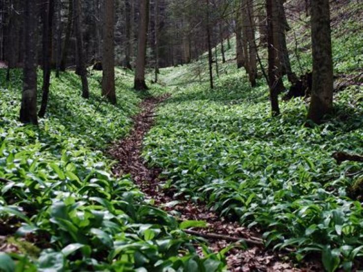 Zurich Wilderness Park Sihlwald Trip Packages