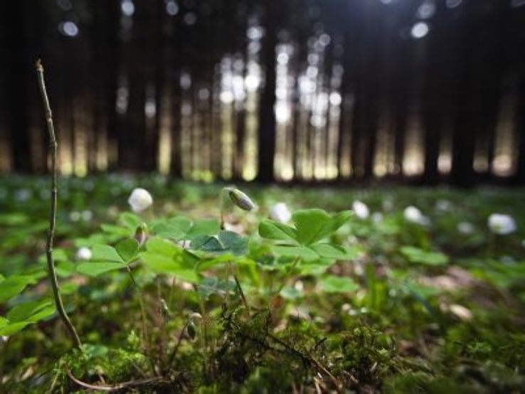 Zurich Wilderness Park Sihlwald Trip Packages