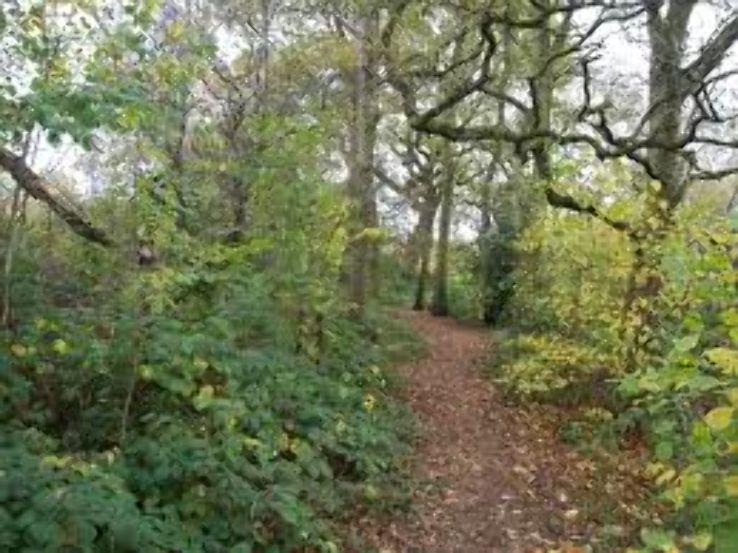Chaddesden Wood Local Nature Reserve  Trip Packages