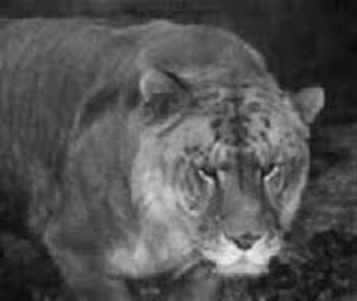 Bloemfontein Zoo Trip Packages