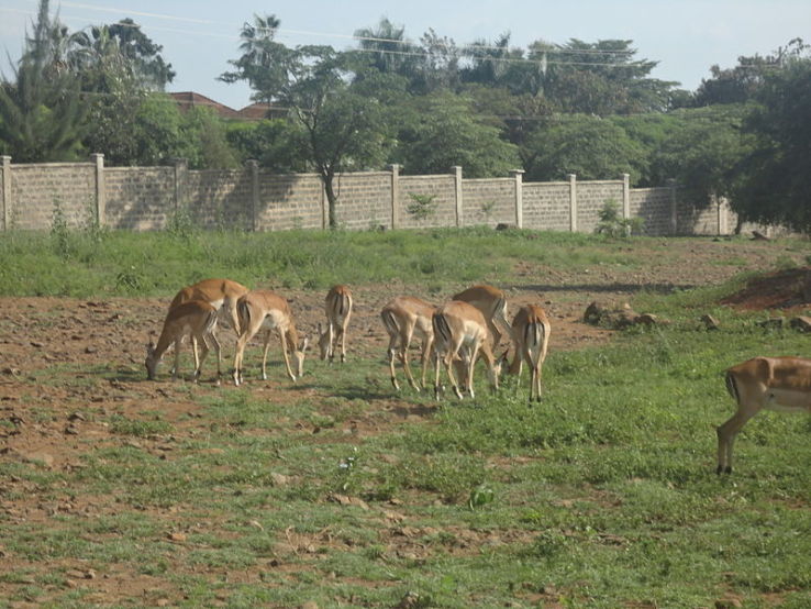 Kisumu Impala Sanctuary Trip Packages