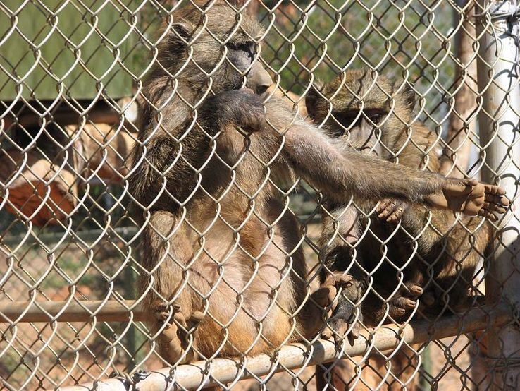 Kisumu Impala Sanctuary Trip Packages