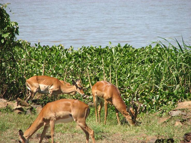 Kisumu Impala Sanctuary Trip Packages