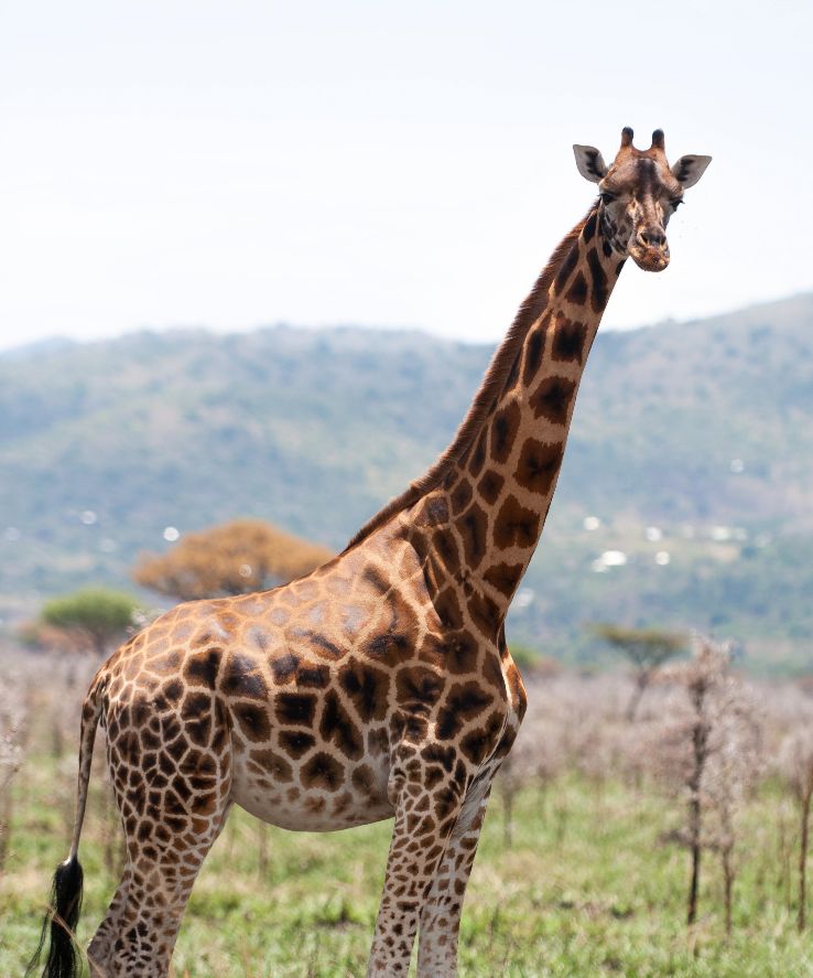 Ruma National Park Trip Packages Ruma National Park Trip Packages
