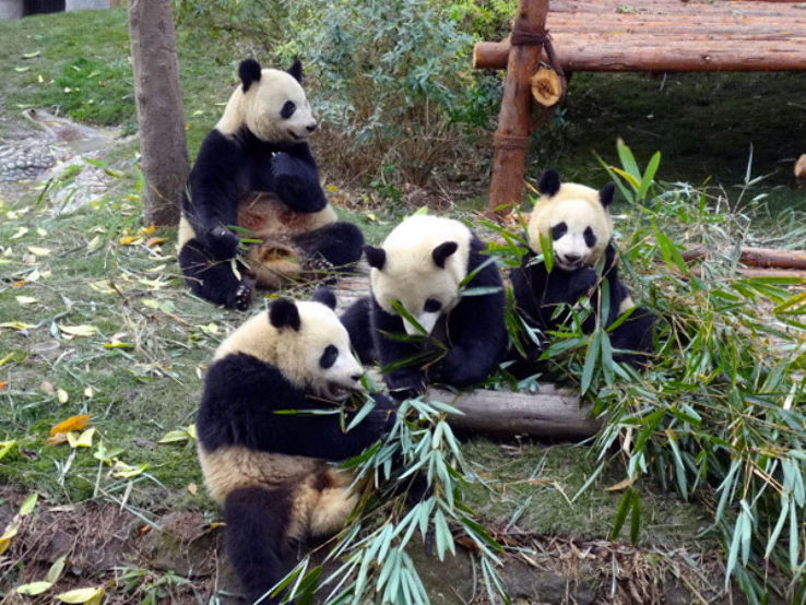 Wolong National Nature Reserve Trip Packages