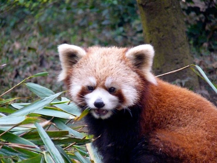 Giant Panda Breeding Research Base Trip Packages