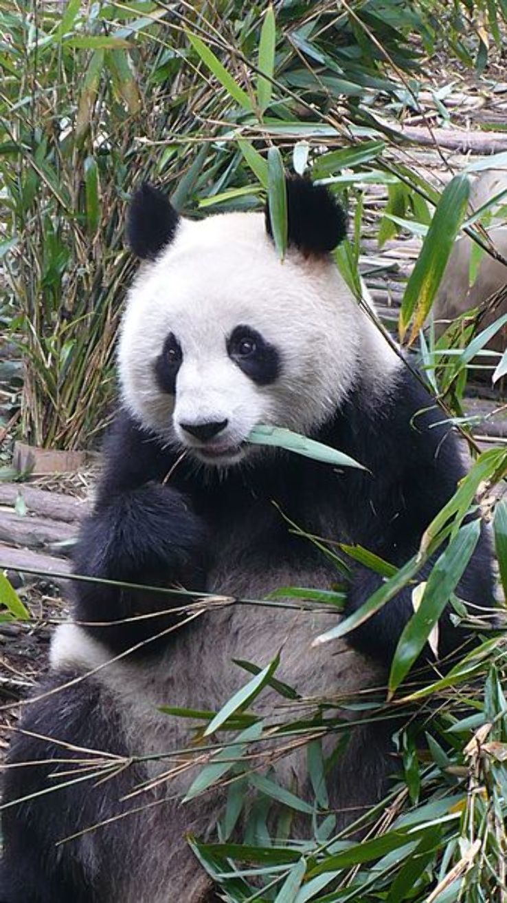 Giant Panda Breeding Research Base Trip Packages
