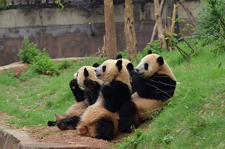 Chengdu Zoo Trip Packages