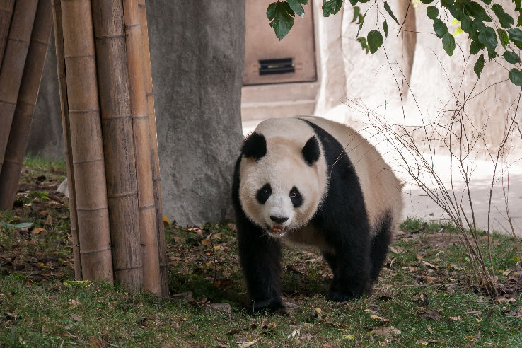 Chengdu Zoo Trip Packages
