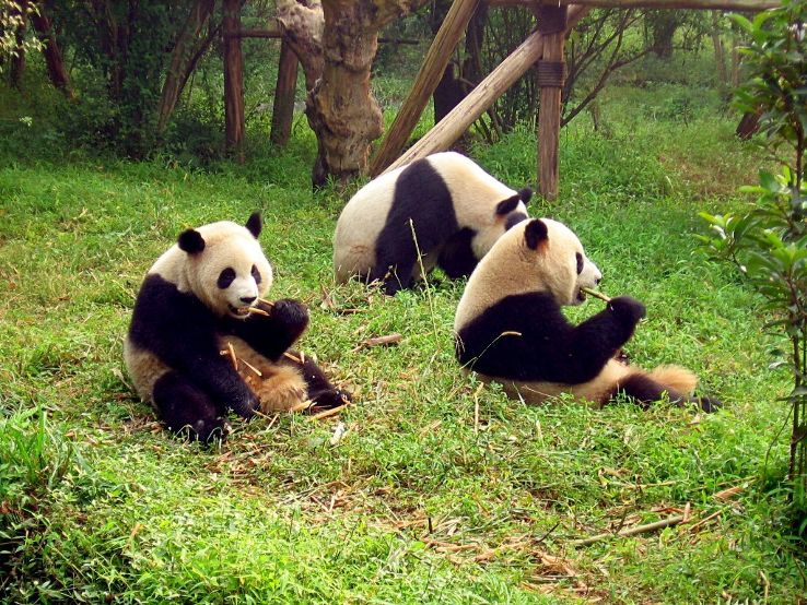 Chengdu Zoo Trip Packages