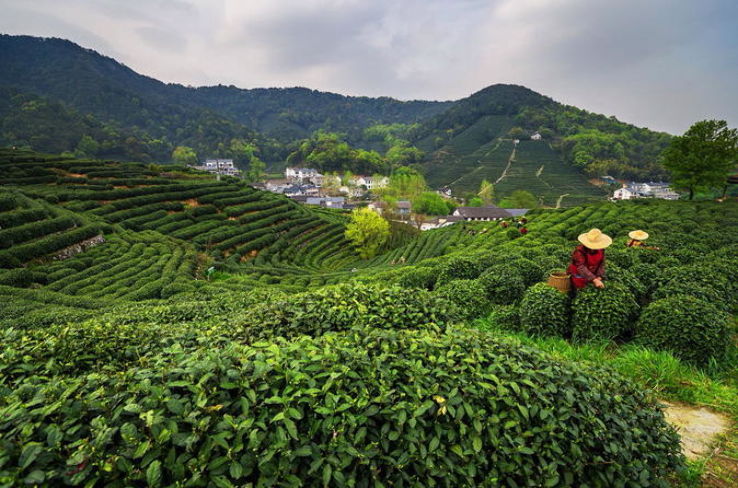 Dragon well tea village Trip Packages