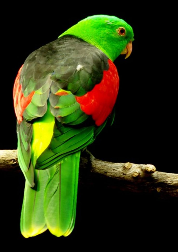 Hamilton Zoo Trip Packages