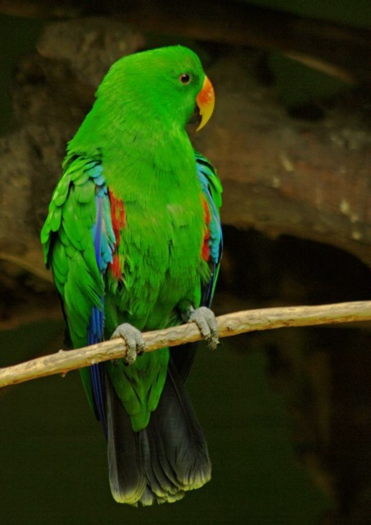 Hamilton Zoo Trip Packages