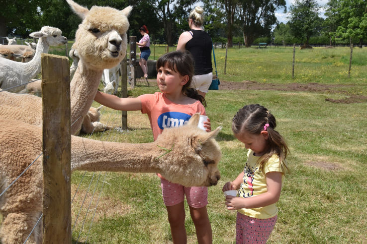 Cornerstone Alpaca Stud Ltd Trip Packages