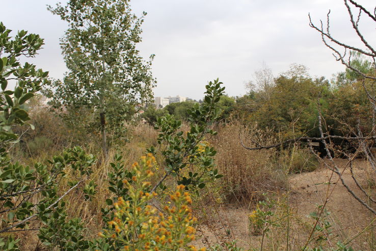 The Jerusalem Bird Observatory Trip Packages