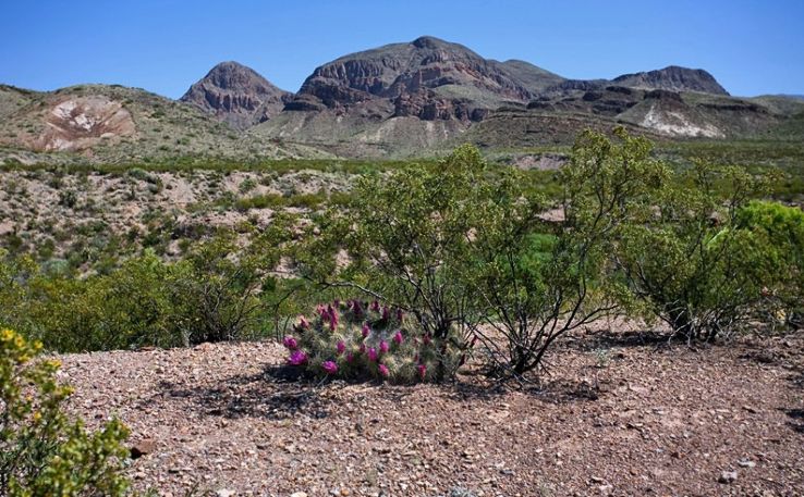 Museum of the Chihuahua Desert  Trip Packages