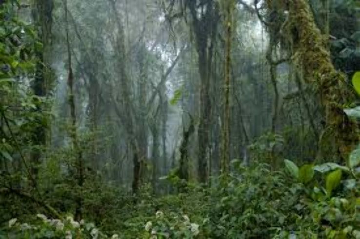 Monteverde Cloud Forest Biological Reserve Trip Packages