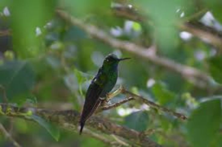 Monteverde Cloud Forest Biological Reserve Trip Packages