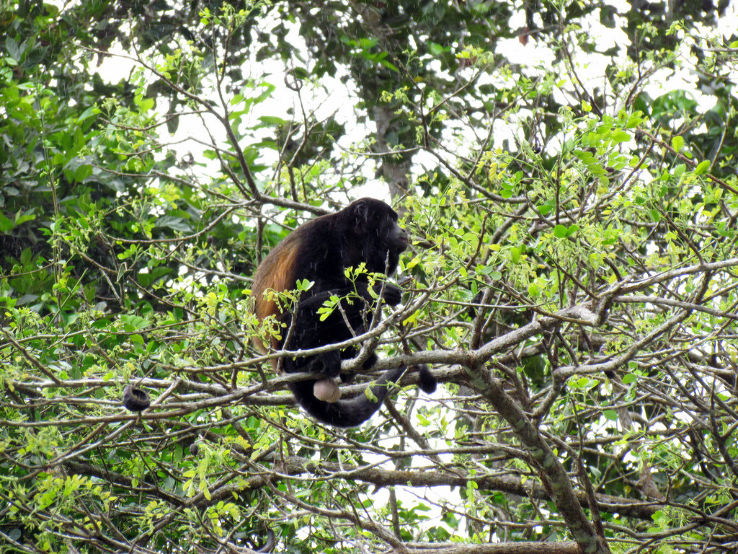 Cano Negro Wildlife Refuge Trip Packages