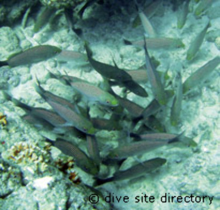 Cueva del Tiburon Trip Packages