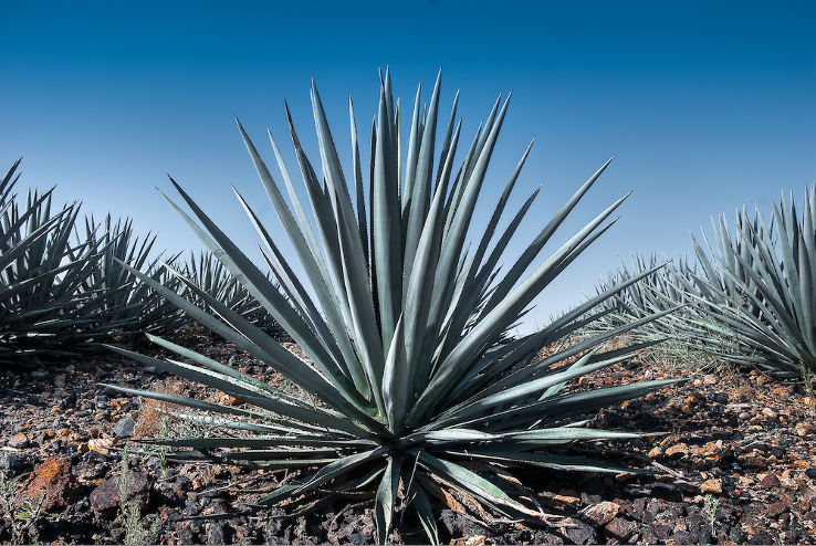 The Land of the Blue Agave  Trip Packages
