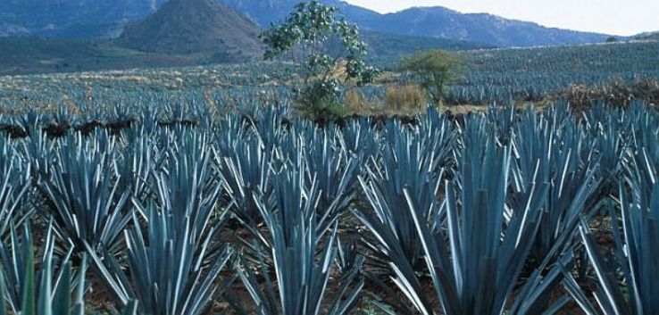 The Land of the Blue Agave  Trip Packages