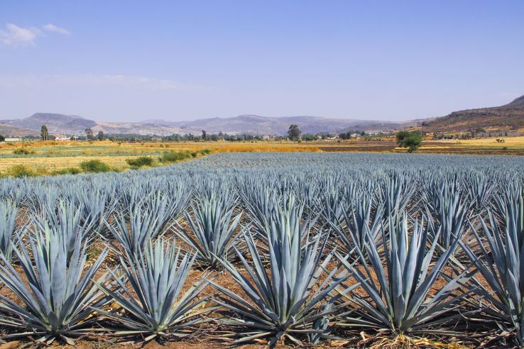 The Land of the Blue Agave  Trip Packages