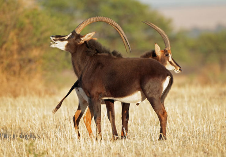 Polokwane Game Reserve Trip Packages