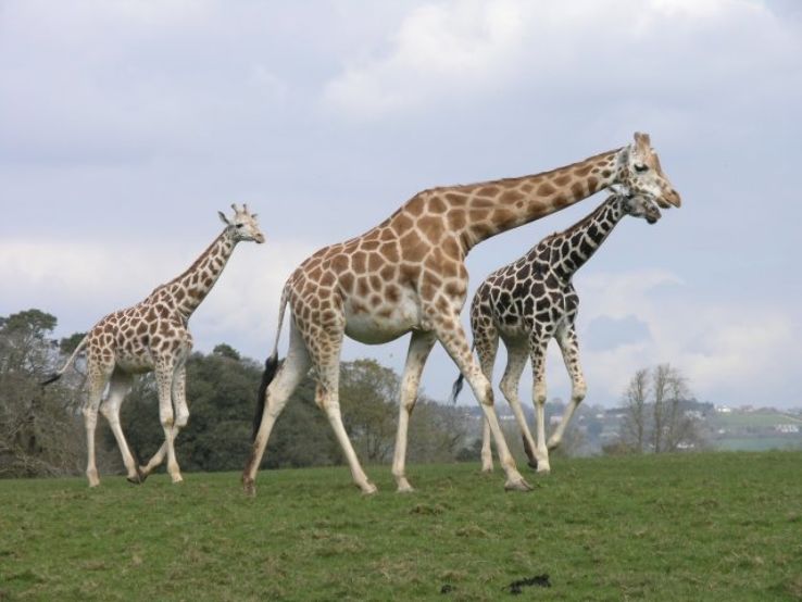 Fota Wildlife Park Trip Packages
