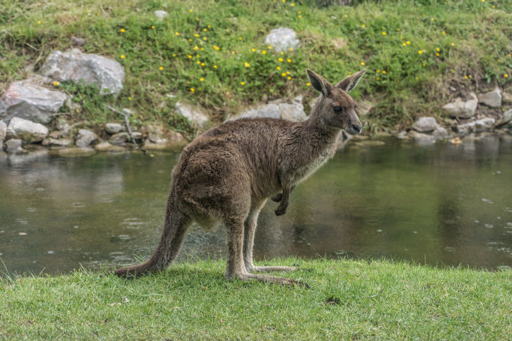 Fota Wildlife Park Trip Packages