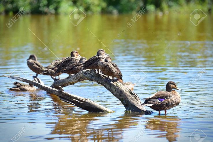 Travis Wetland Park Trip Packages