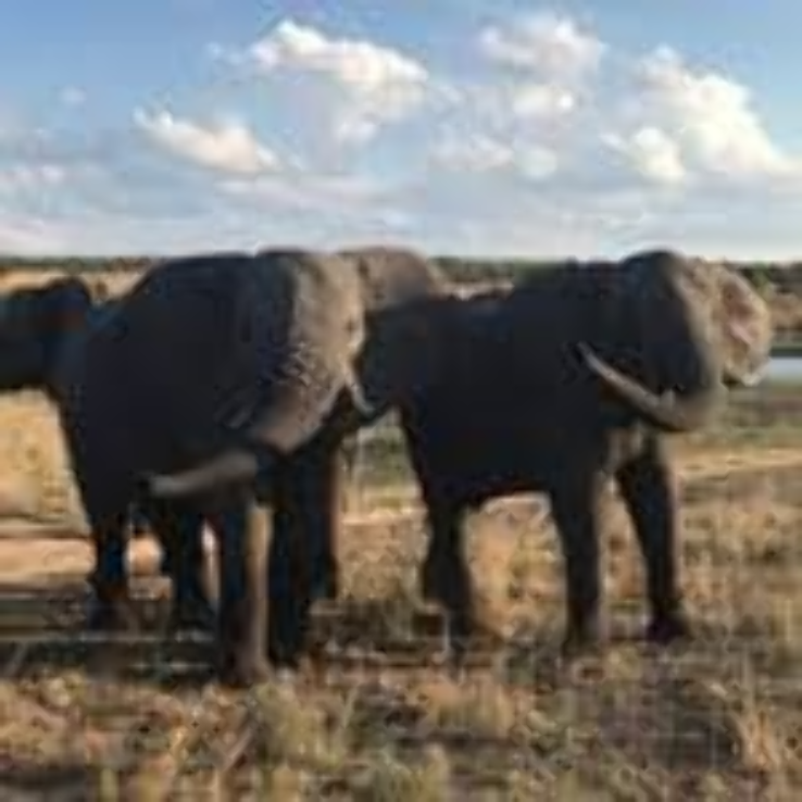 The Safari Index Trip Packages