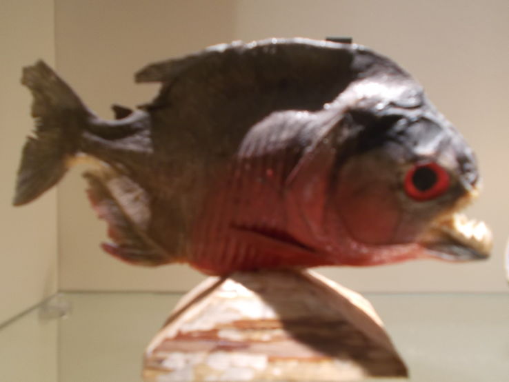 Hungarian Geographical Museum Reach Trip Packages