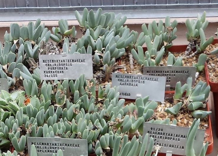 Stellenbosch University Botanical Garden Trip Packages