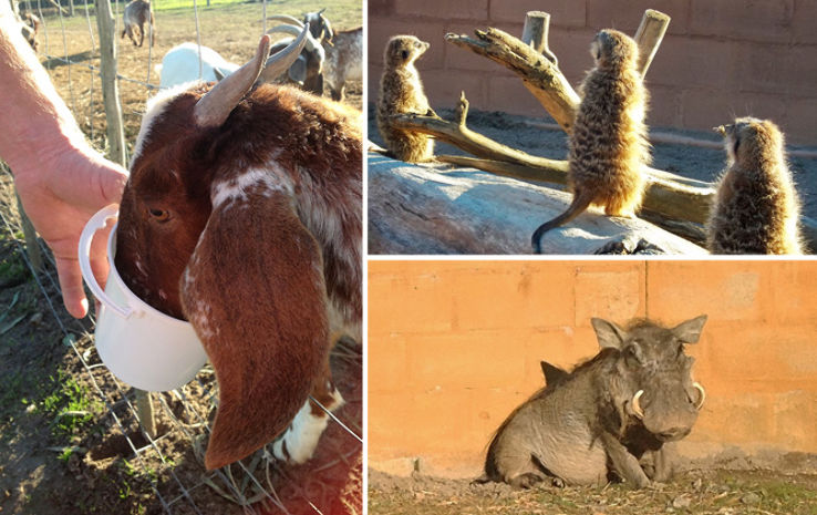 Giraffe House Wildlife Awareness Centre Trip Packages