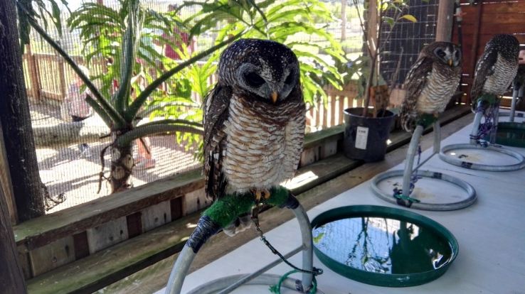 Eagle Encounters Trip Packages