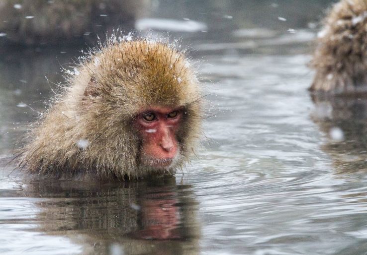 Monkey Park Trip Packages